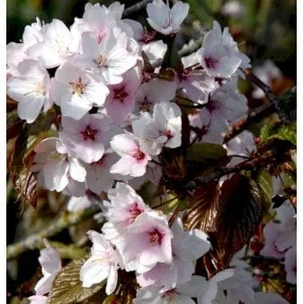 库页岛樱花
