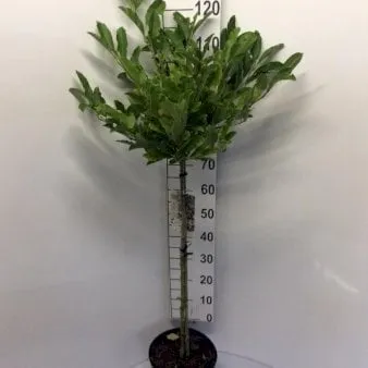 星花木兰