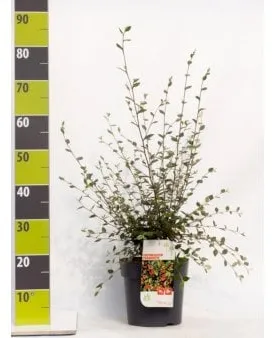 灰矮花楸