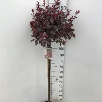 矮血李