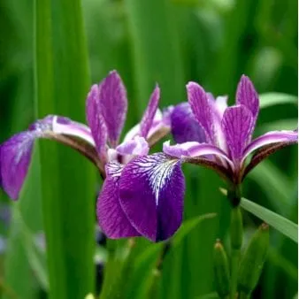鸢尾花