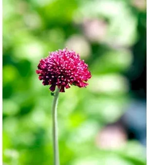 蓝帽花